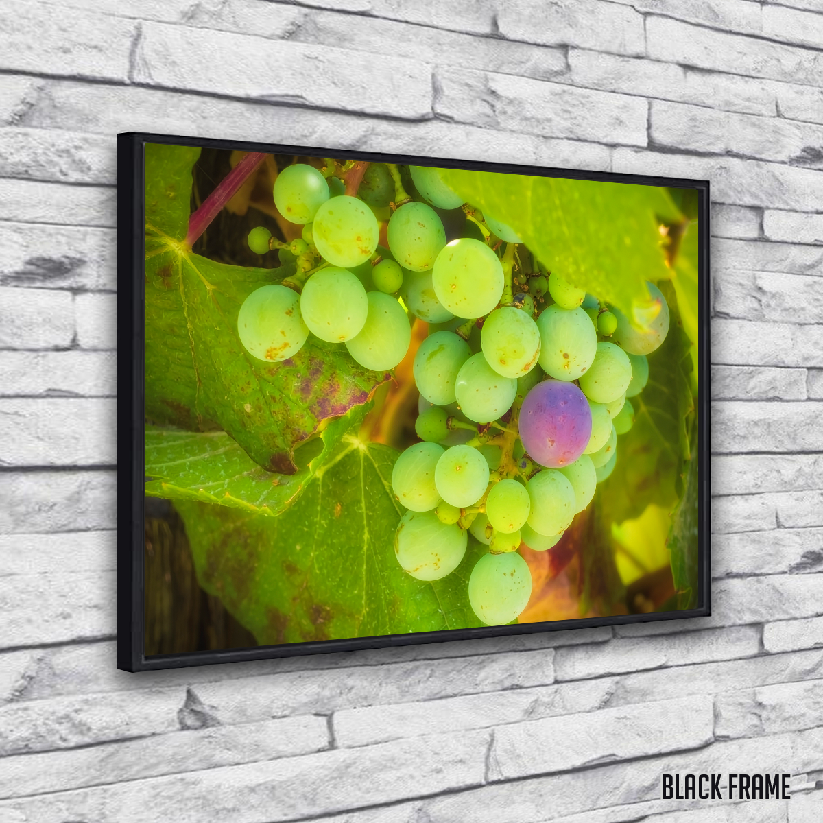 Green Purple Grapes Temecula Valley Wall Art