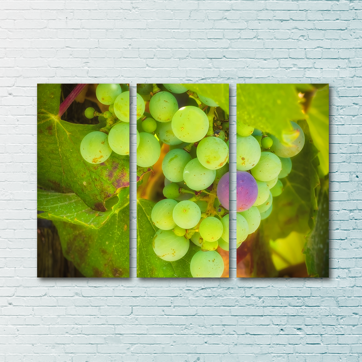 Green Purple Grapes Temecula Valley Wall Art