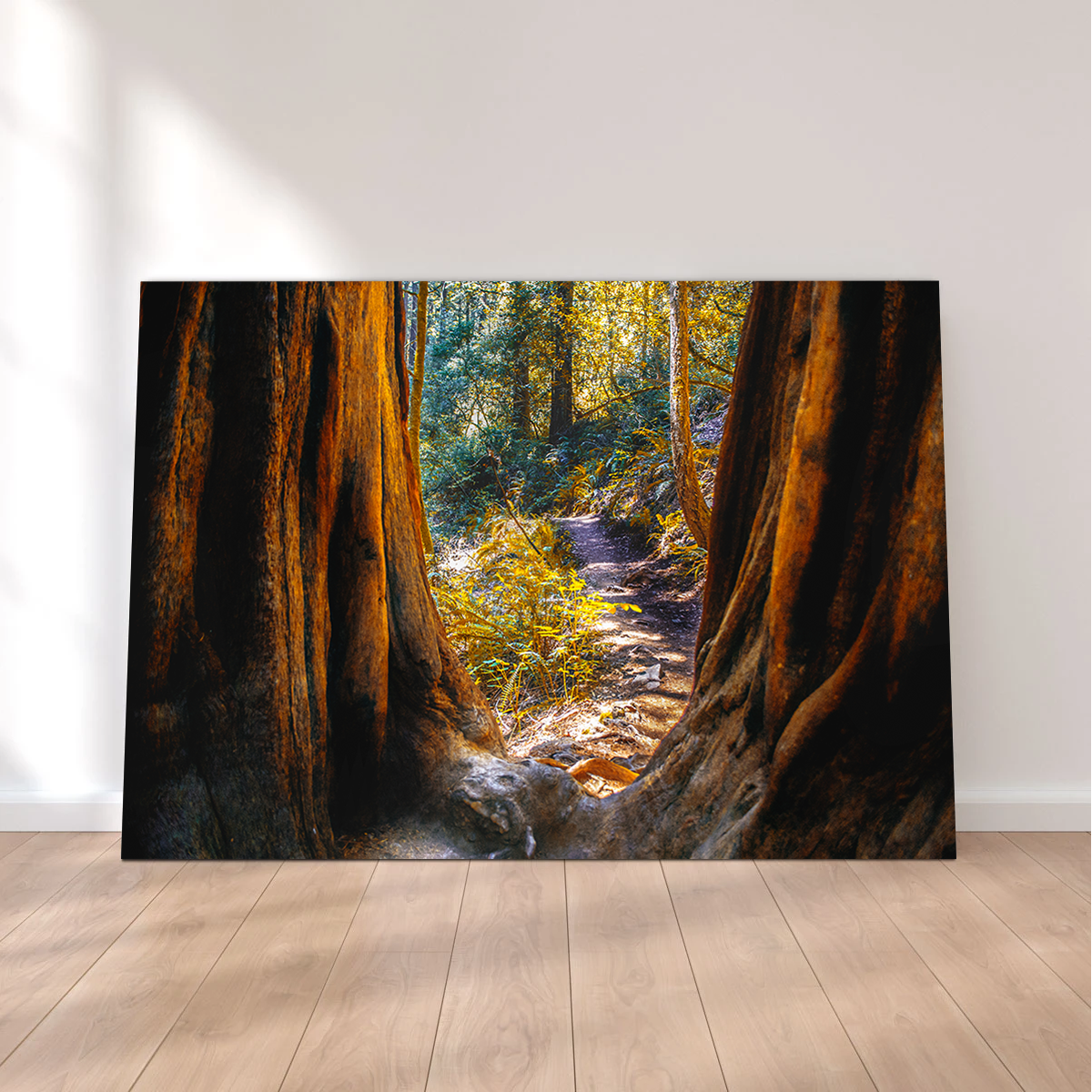 Muir Woods Wall Art