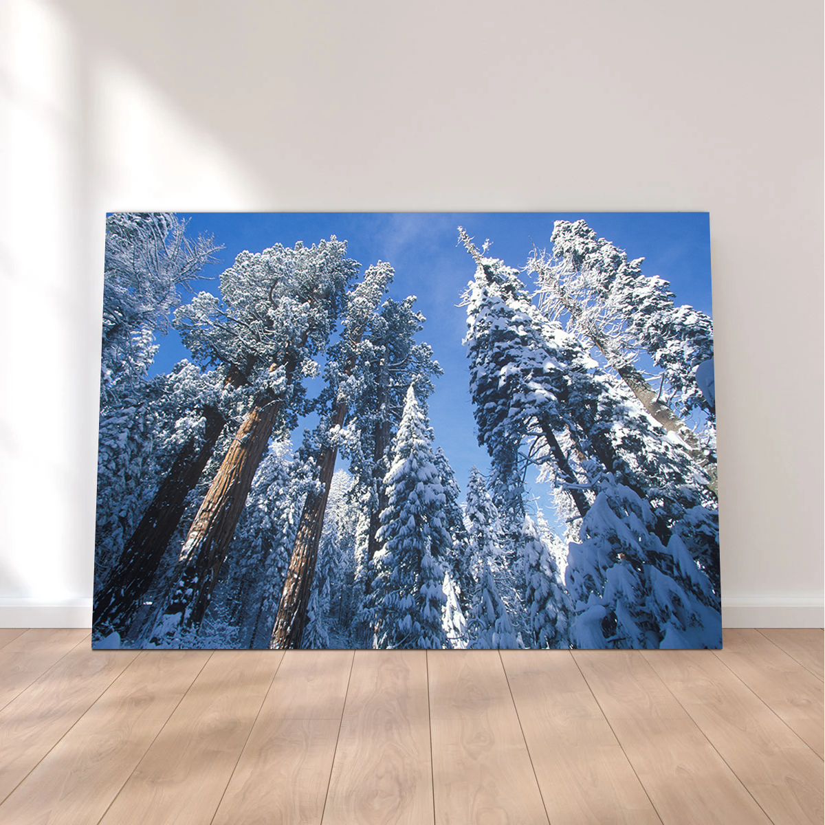 Redwoods Covered in Snow Wall Art