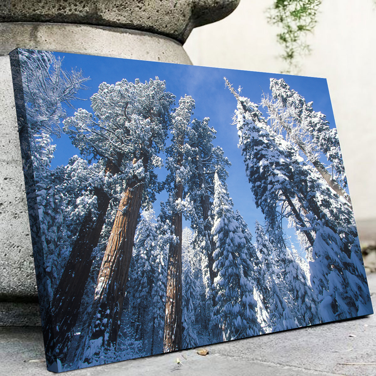 Redwoods Covered in Snow Wall Art