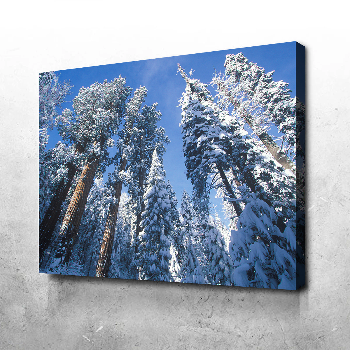 Redwoods Covered in Snow Wall Art