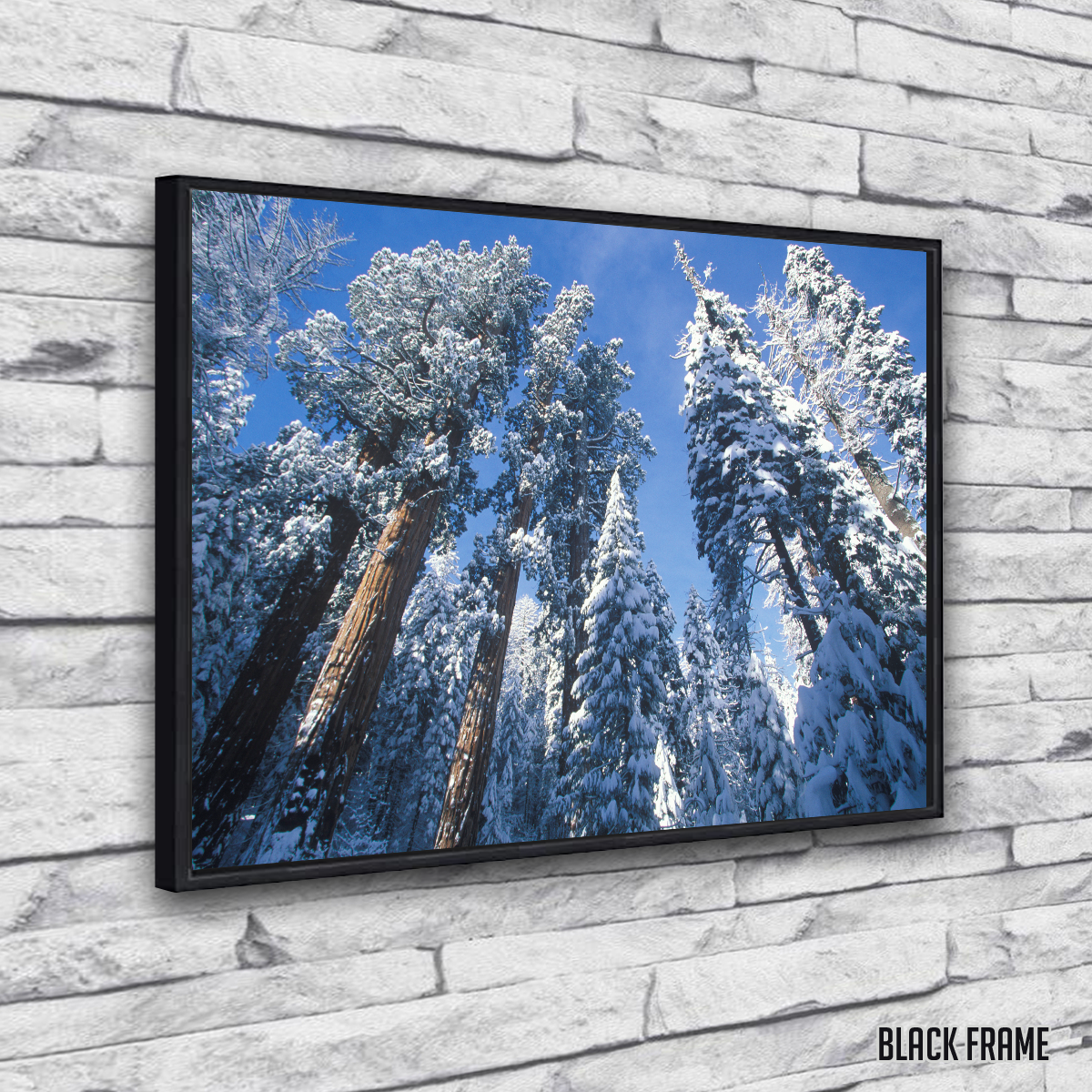 Redwoods Covered in Snow Wall Art