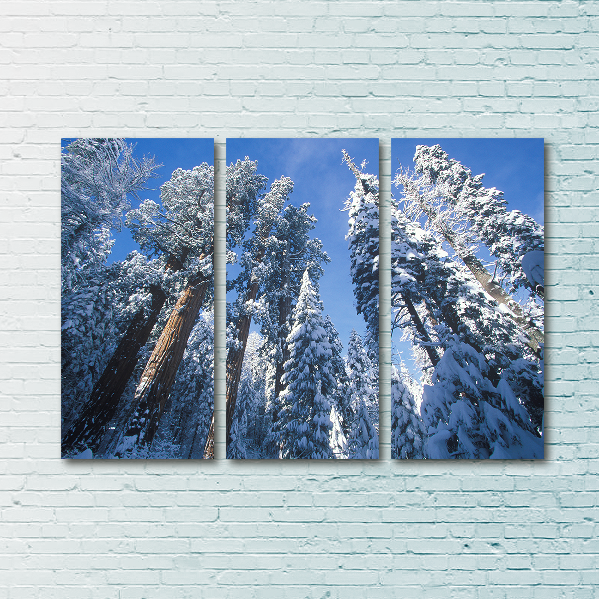 Redwoods Covered in Snow Wall Art
