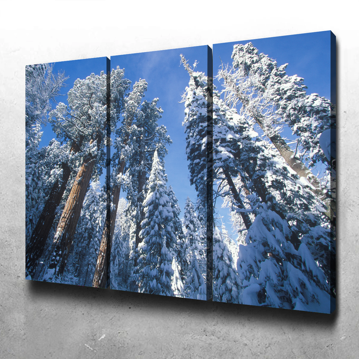 Redwoods Covered in Snow Wall Art