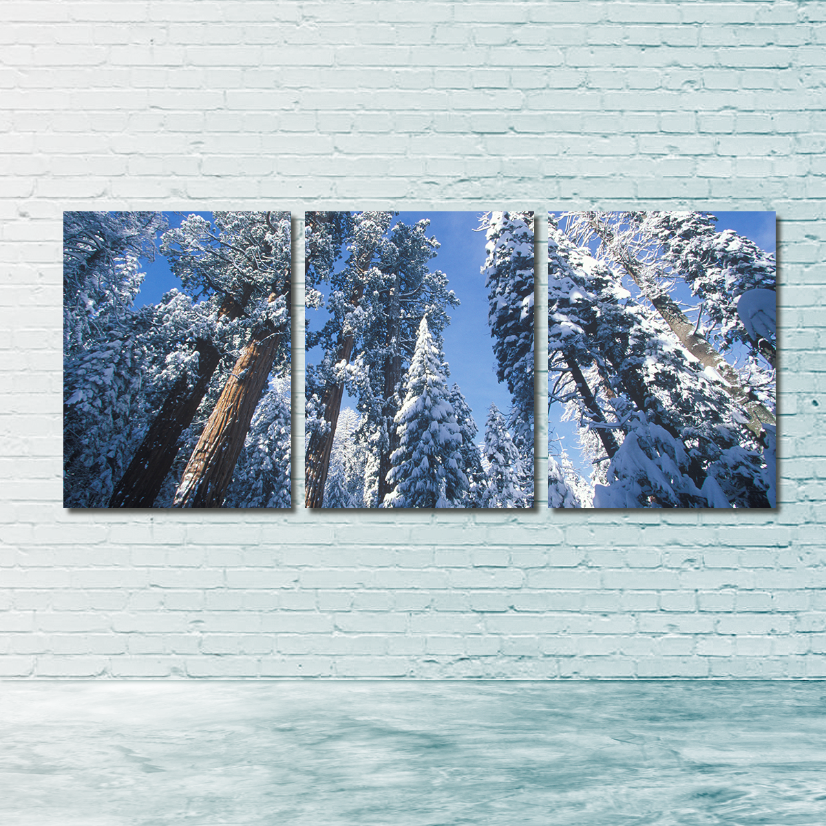 Redwoods Covered in Snow Wall Art