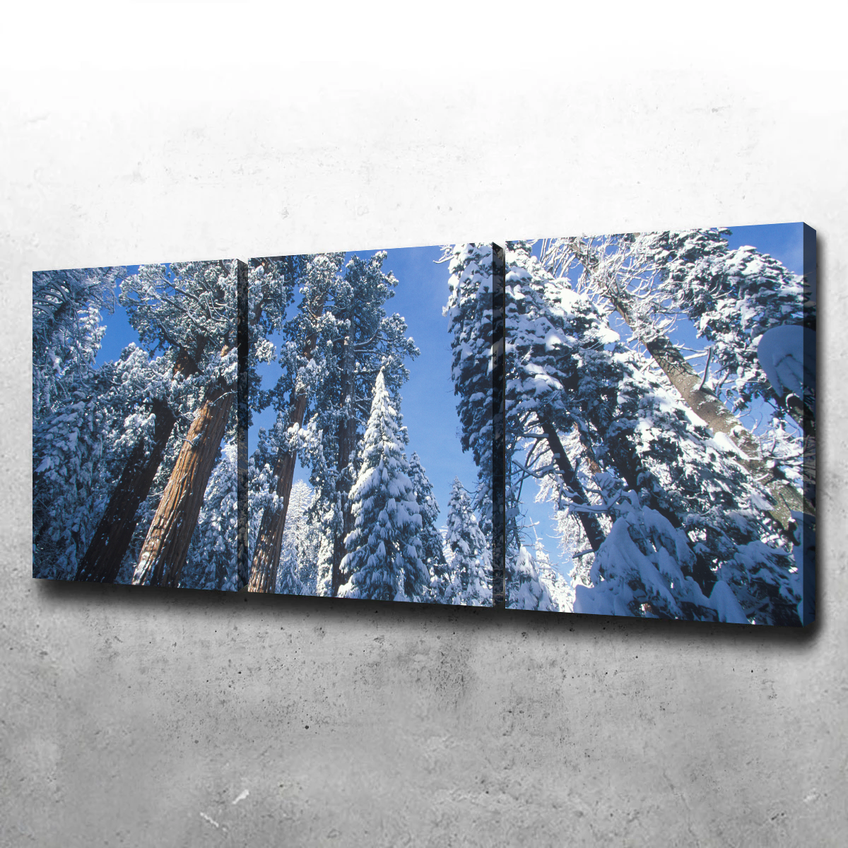 Redwoods Covered in Snow Wall Art