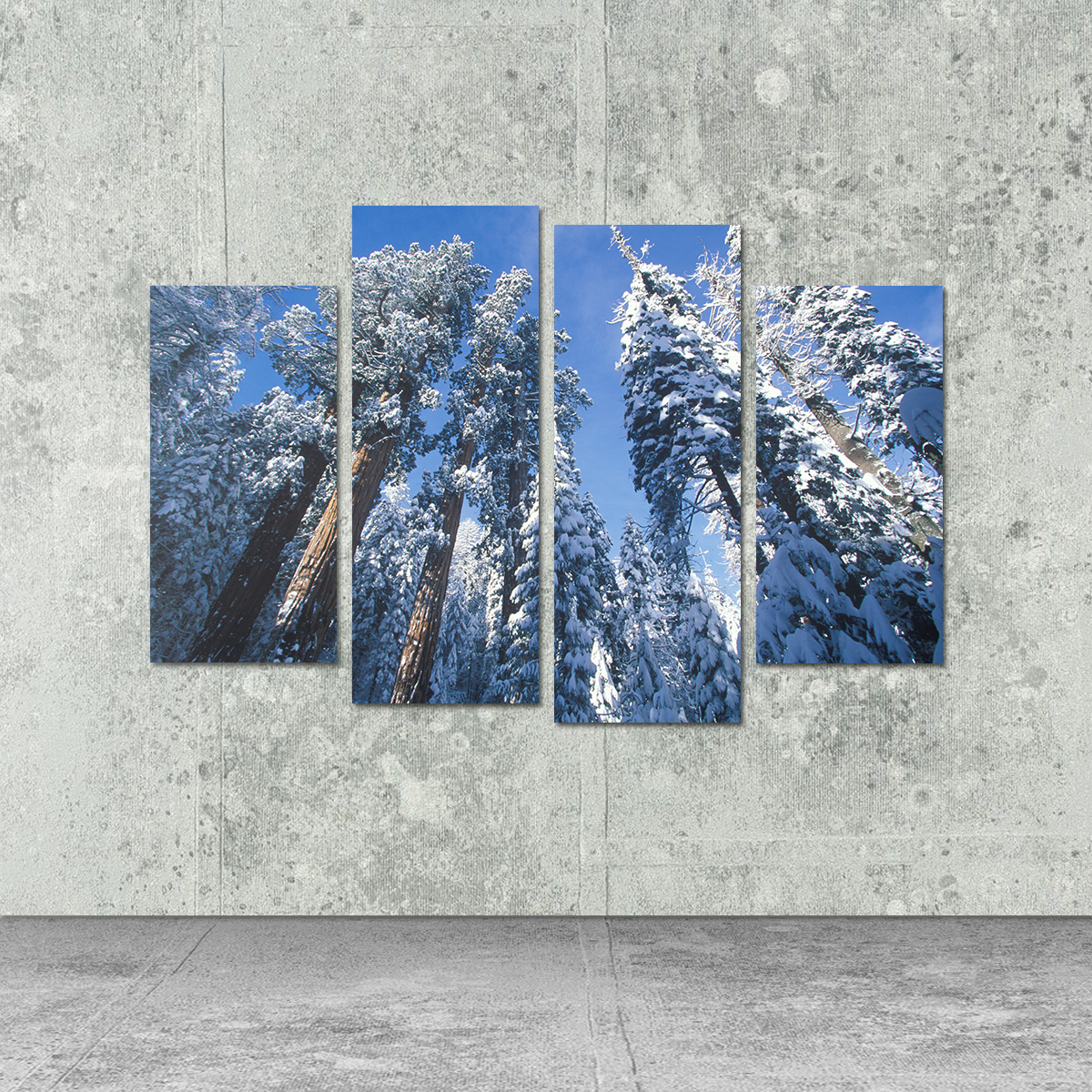 Redwoods Covered in Snow Wall Art