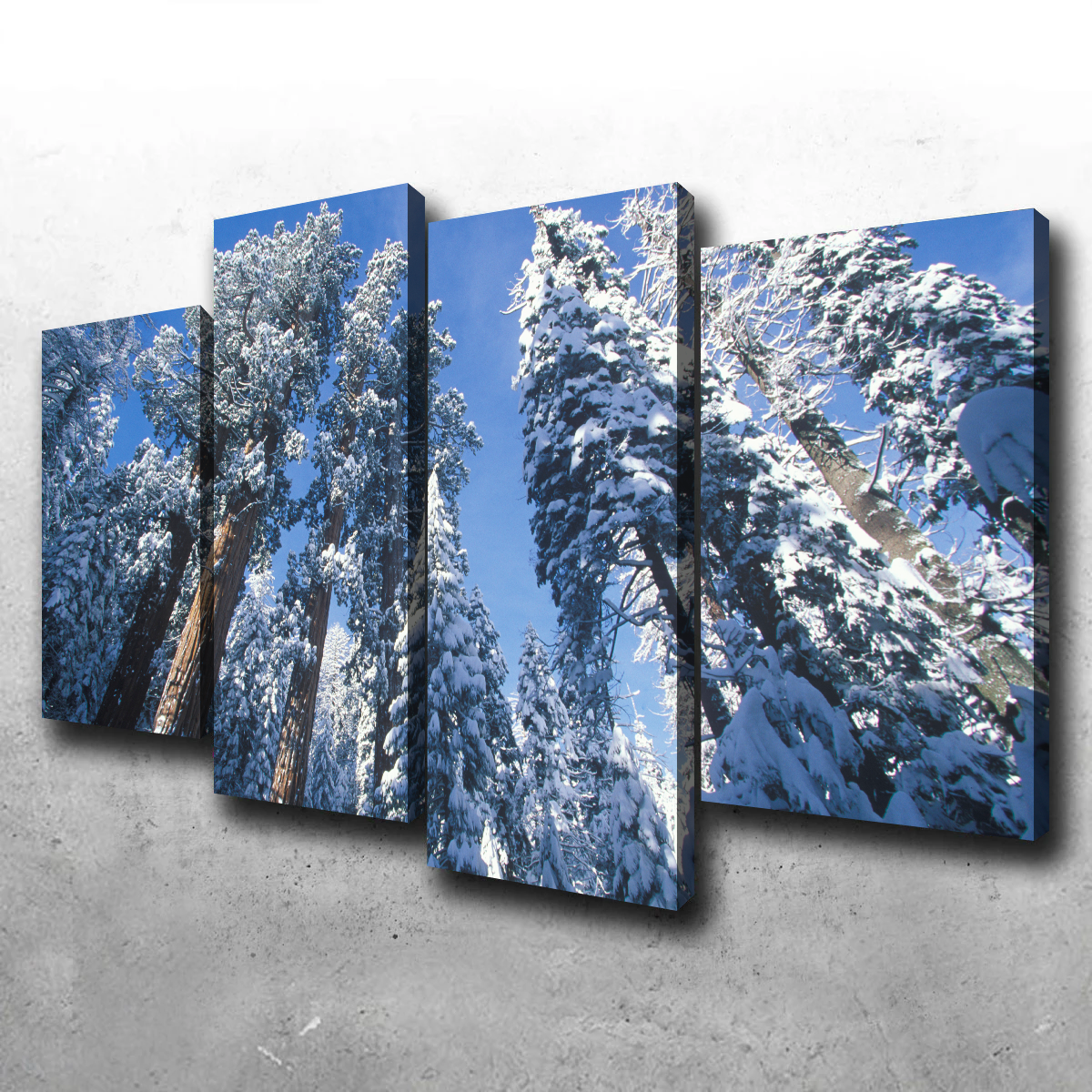 Redwoods Covered in Snow Wall Art