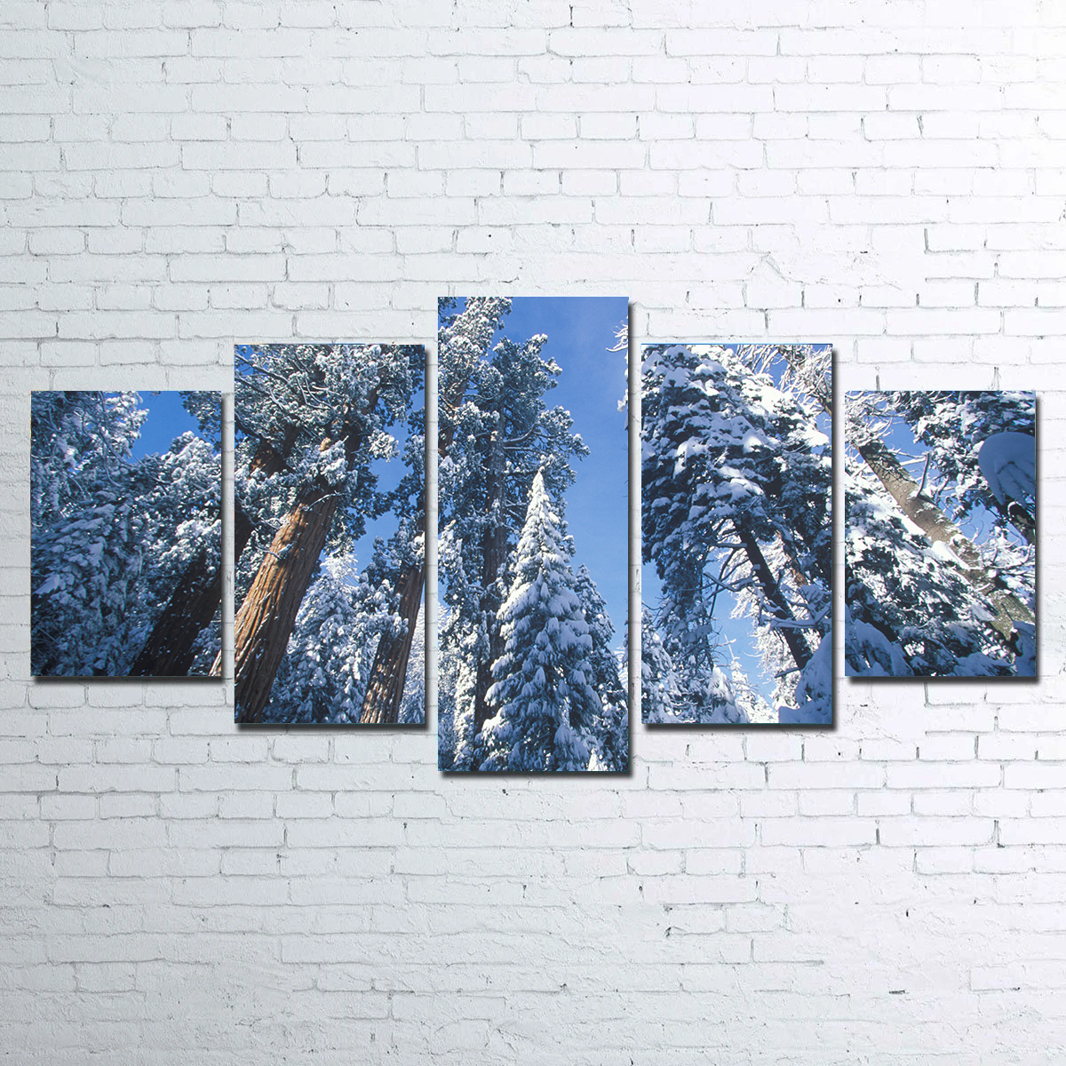 Redwoods Covered in Snow Wall Art