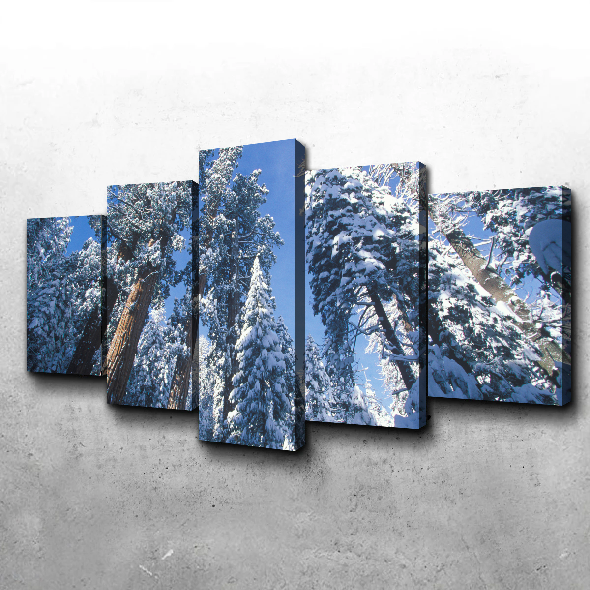 Redwoods Covered in Snow Wall Art