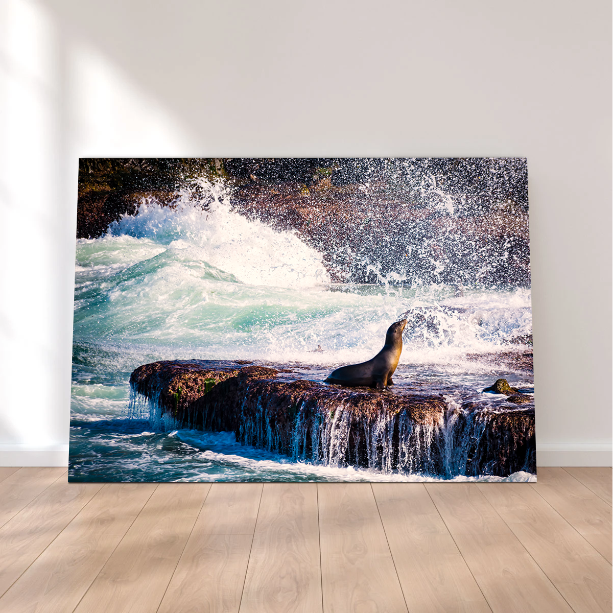 Sea Lion Surf La Jolla Wall Art