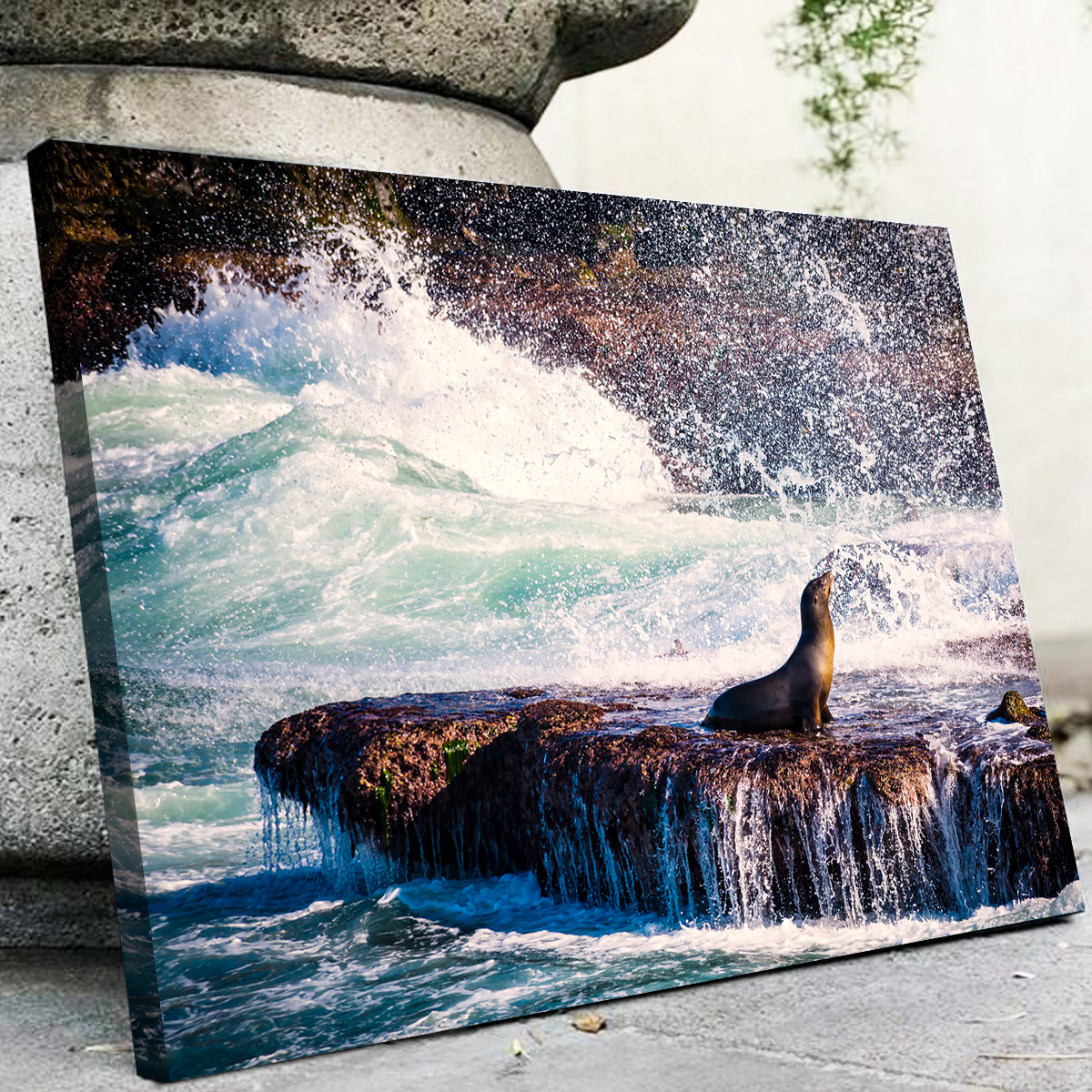 Sea Lion Surf La Jolla Wall Art