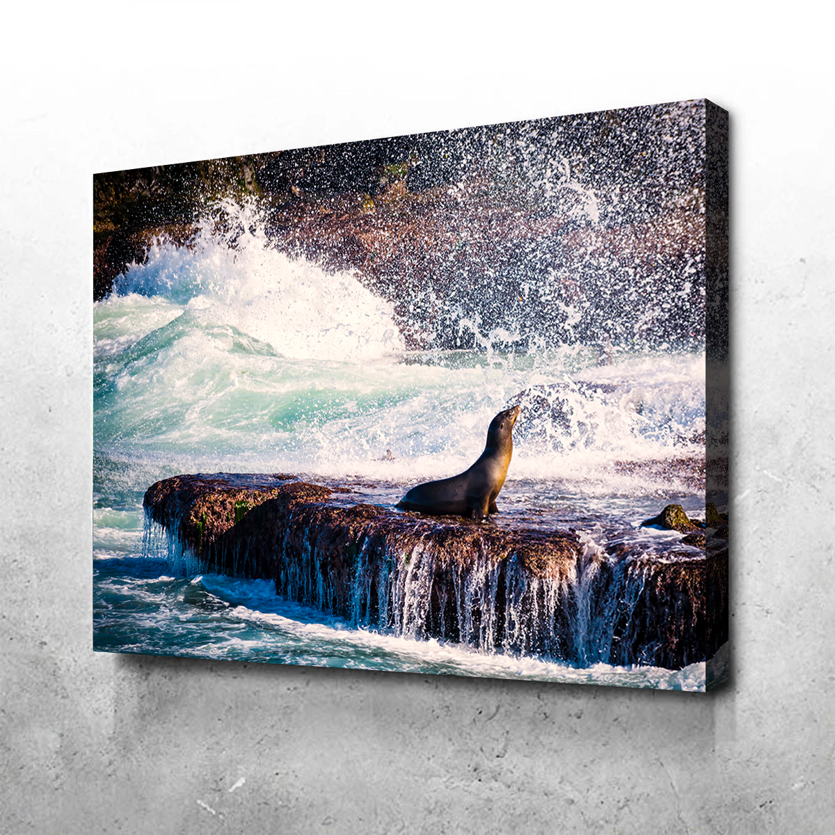 Sea Lion Surf La Jolla Wall Art