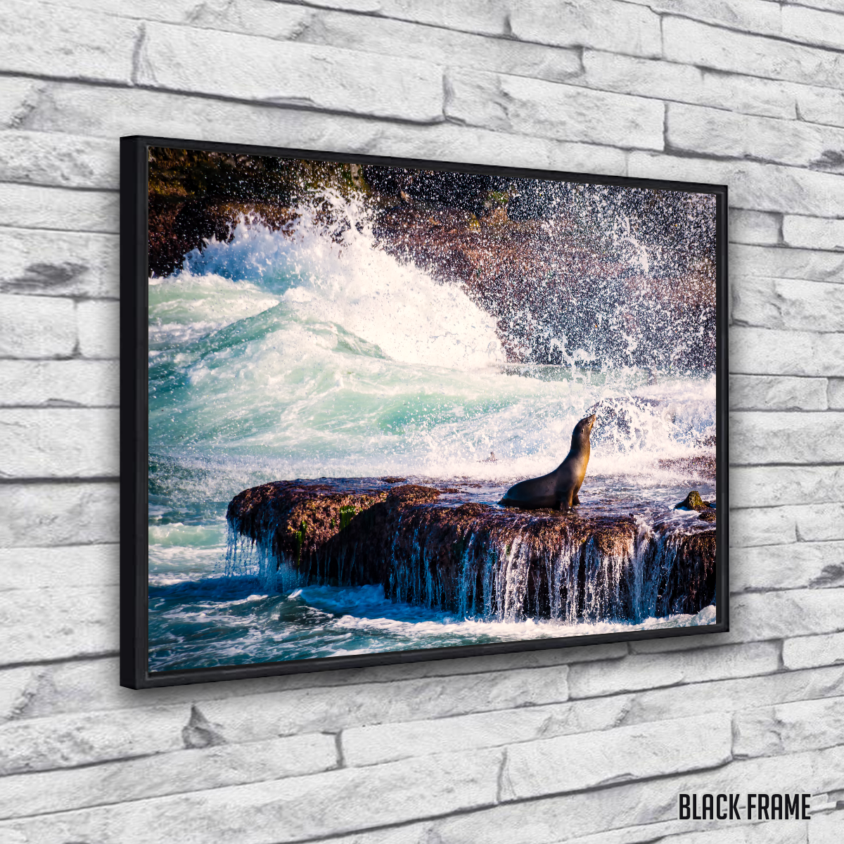 Sea Lion Surf La Jolla Wall Art