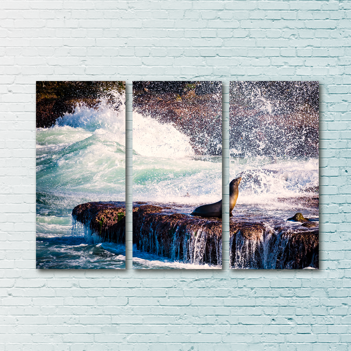 Sea Lion Surf La Jolla Wall Art