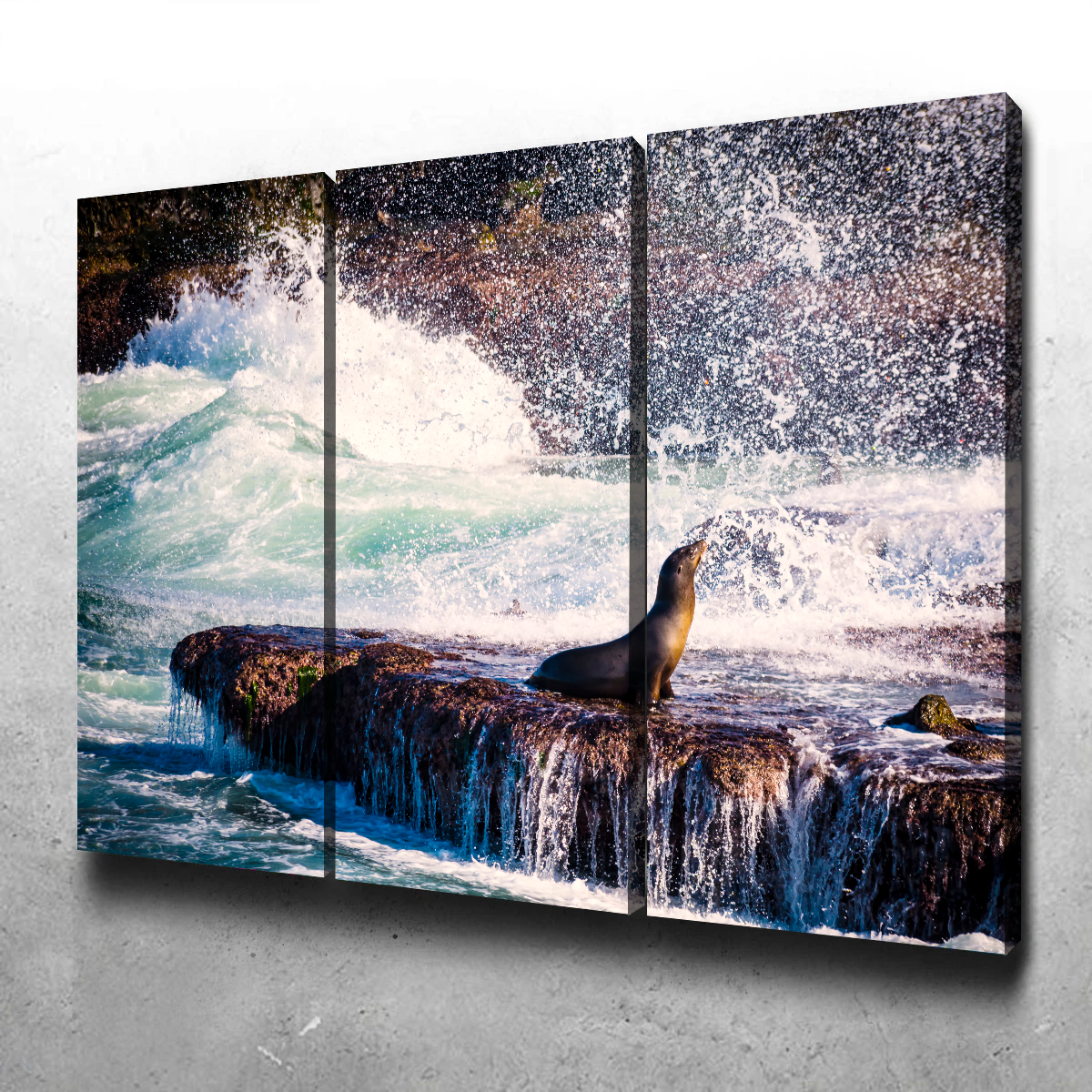 Sea Lion Surf La Jolla Wall Art