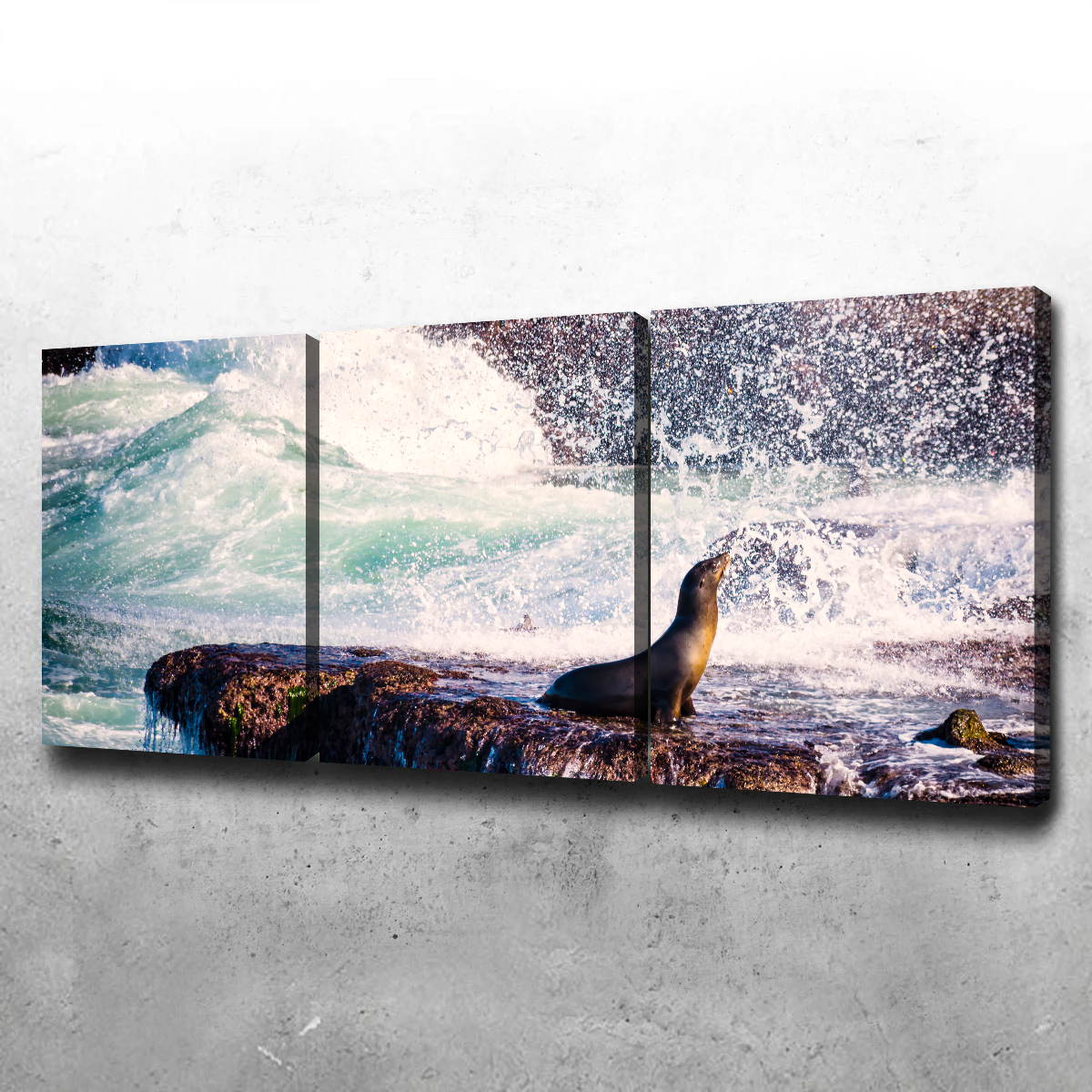 Sea Lion Surf La Jolla Wall Art