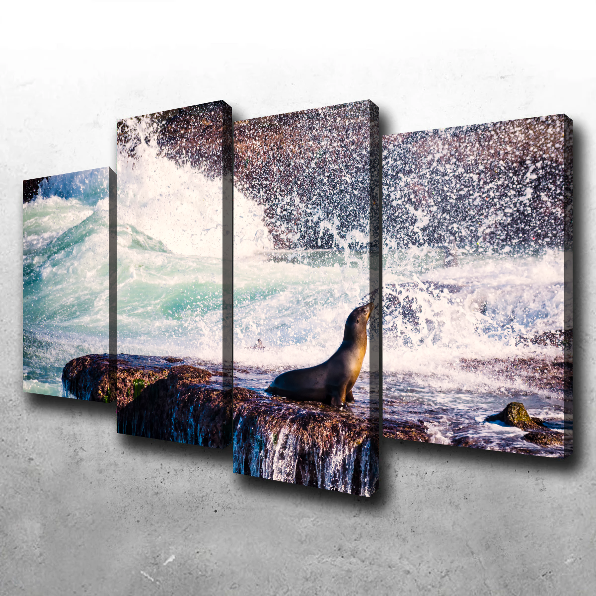 Sea Lion Surf La Jolla Wall Art