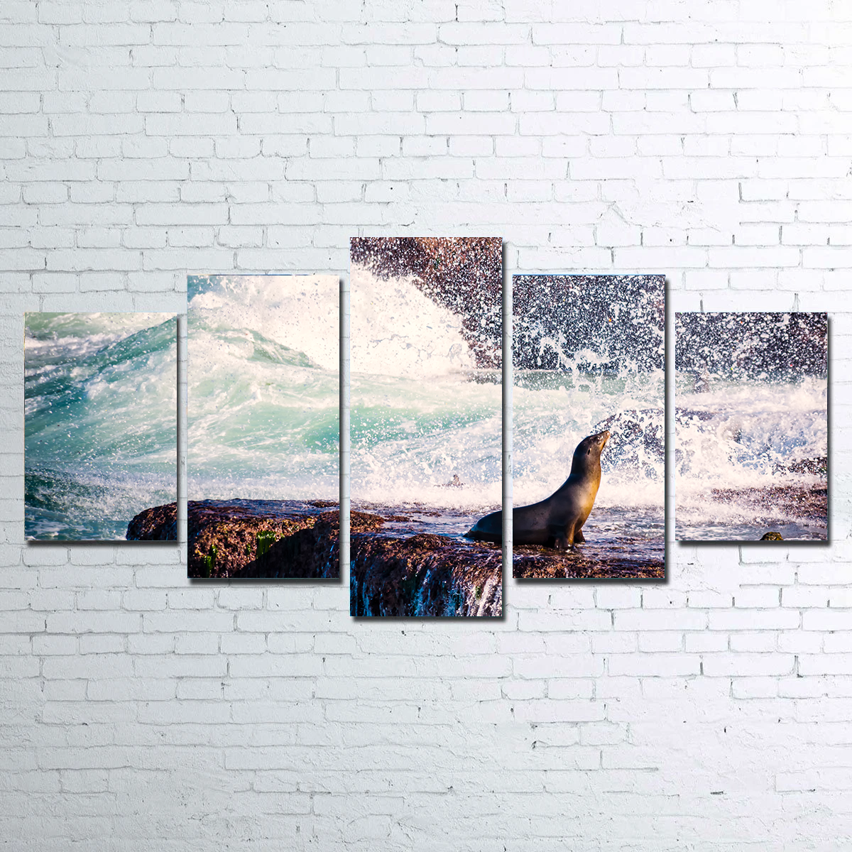 Sea Lion Surf La Jolla Wall Art