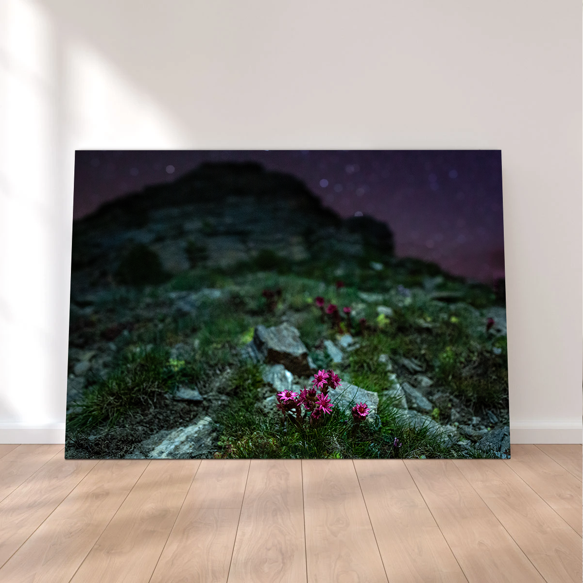 Star Studded Joubarbe Wall Art