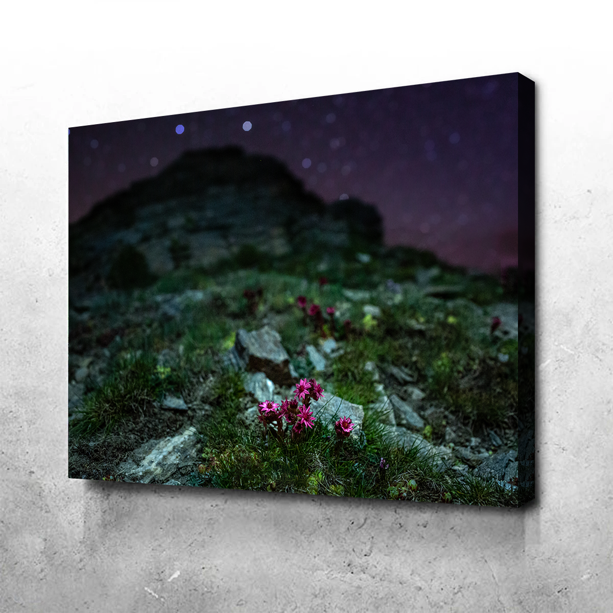 Star Studded Joubarbe Wall Art