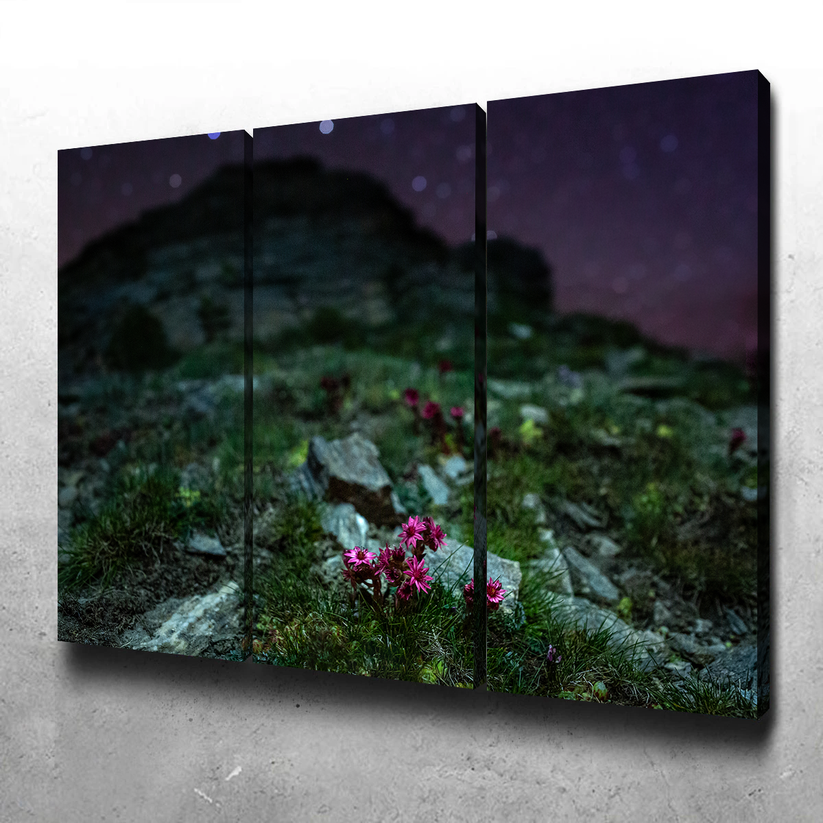 Star Studded Joubarbe Wall Art