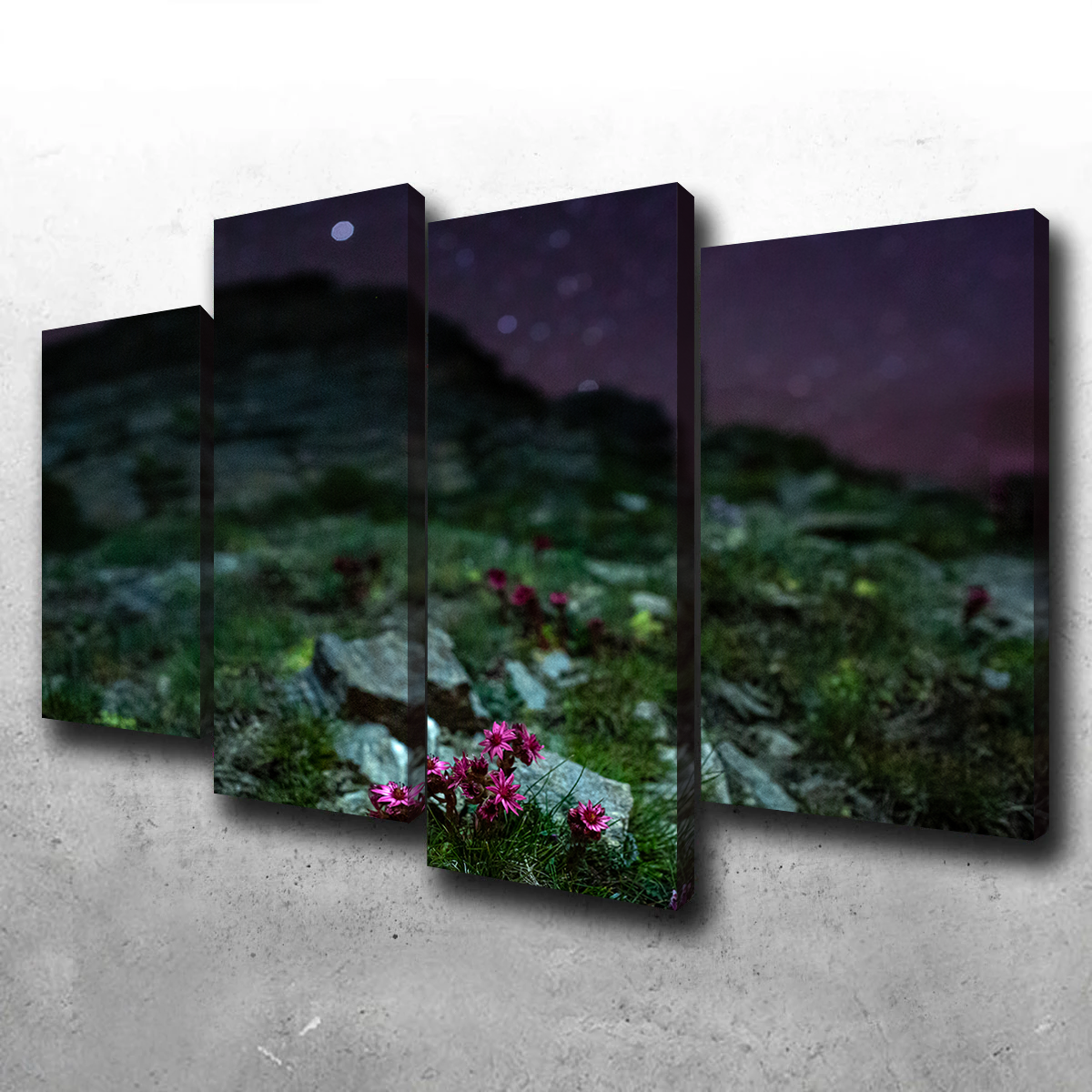 Star Studded Joubarbe Wall Art