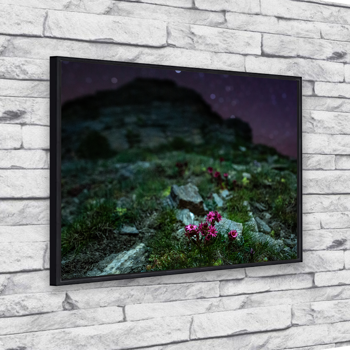Star Studded Joubarbe Wall Art