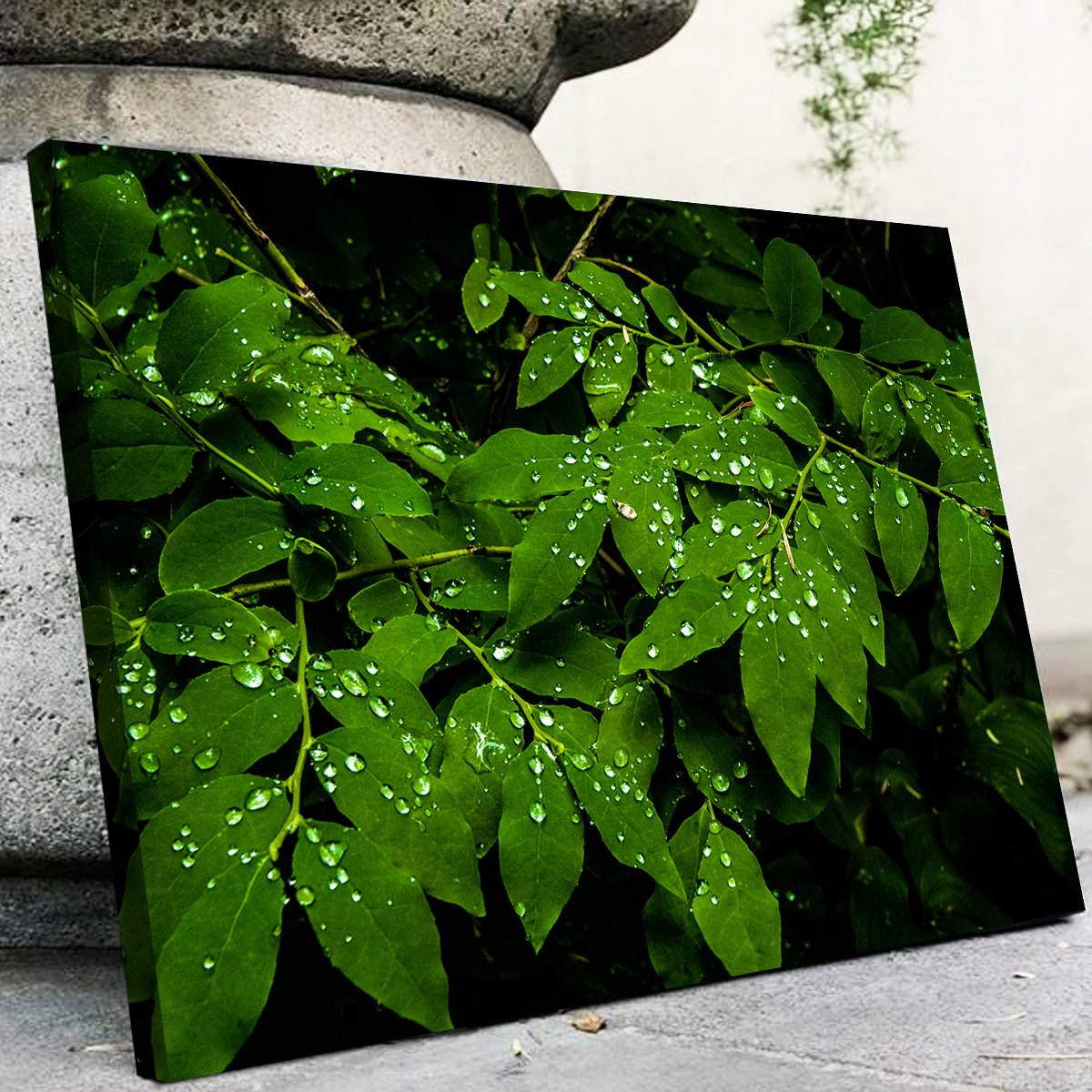 Rain Drops on Leaves Wall Art