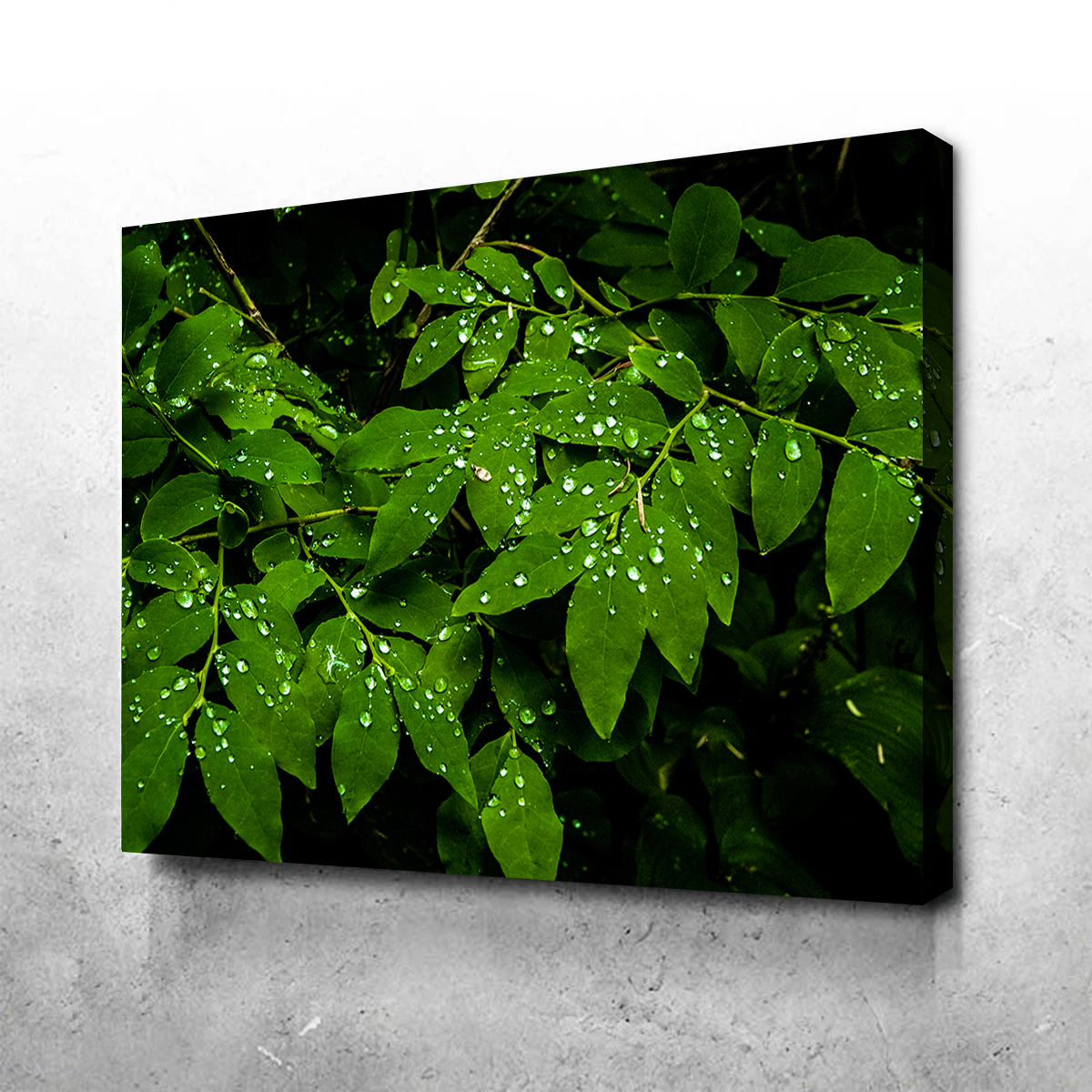 Rain Drops on Leaves Wall Art
