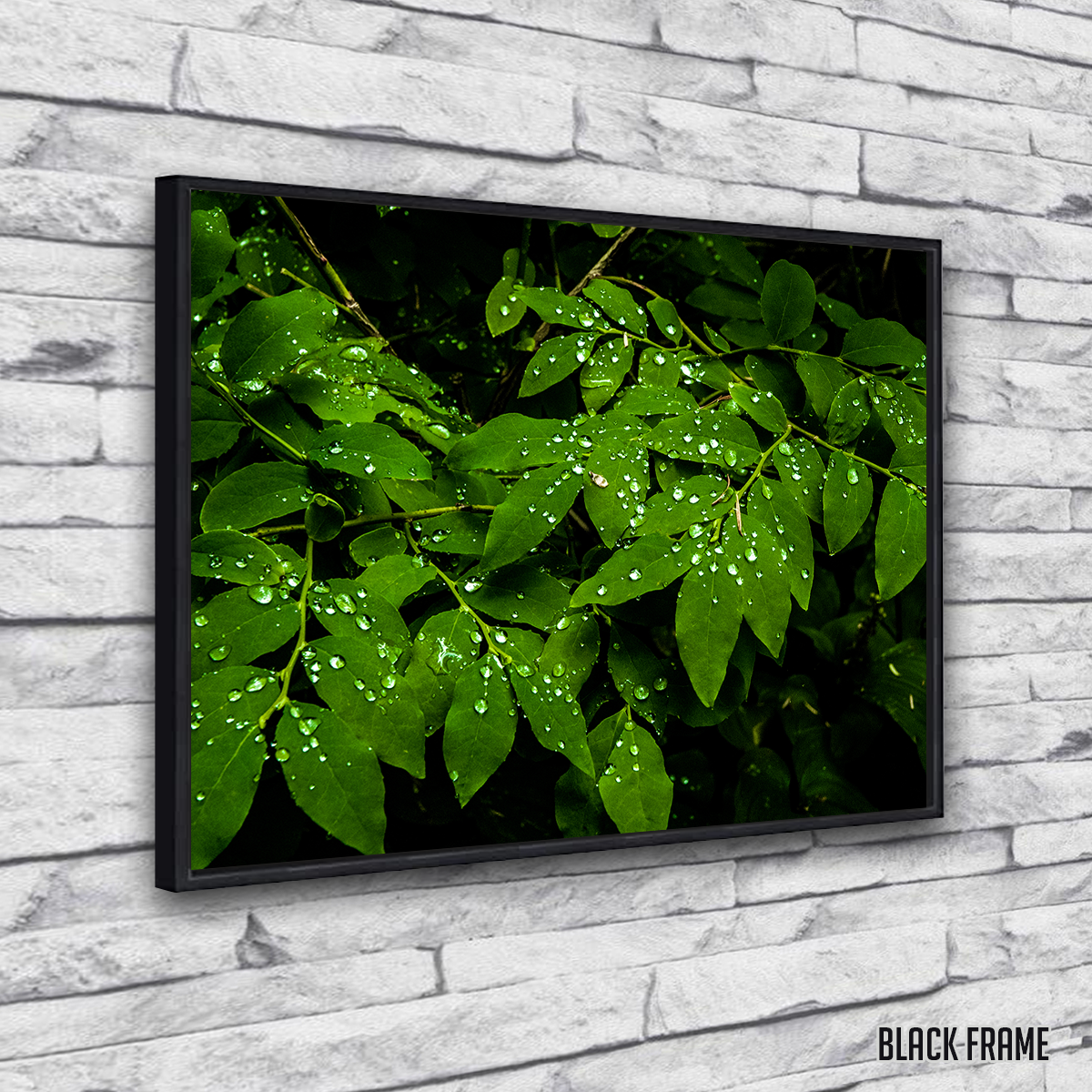 Rain Drops on Leaves Wall Art