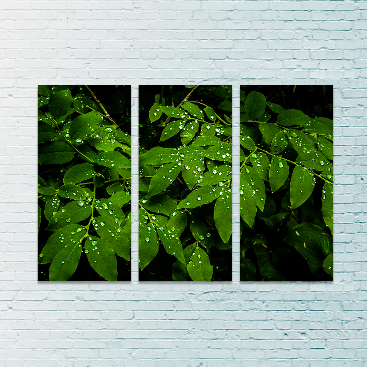 Rain Drops on Leaves Wall Art