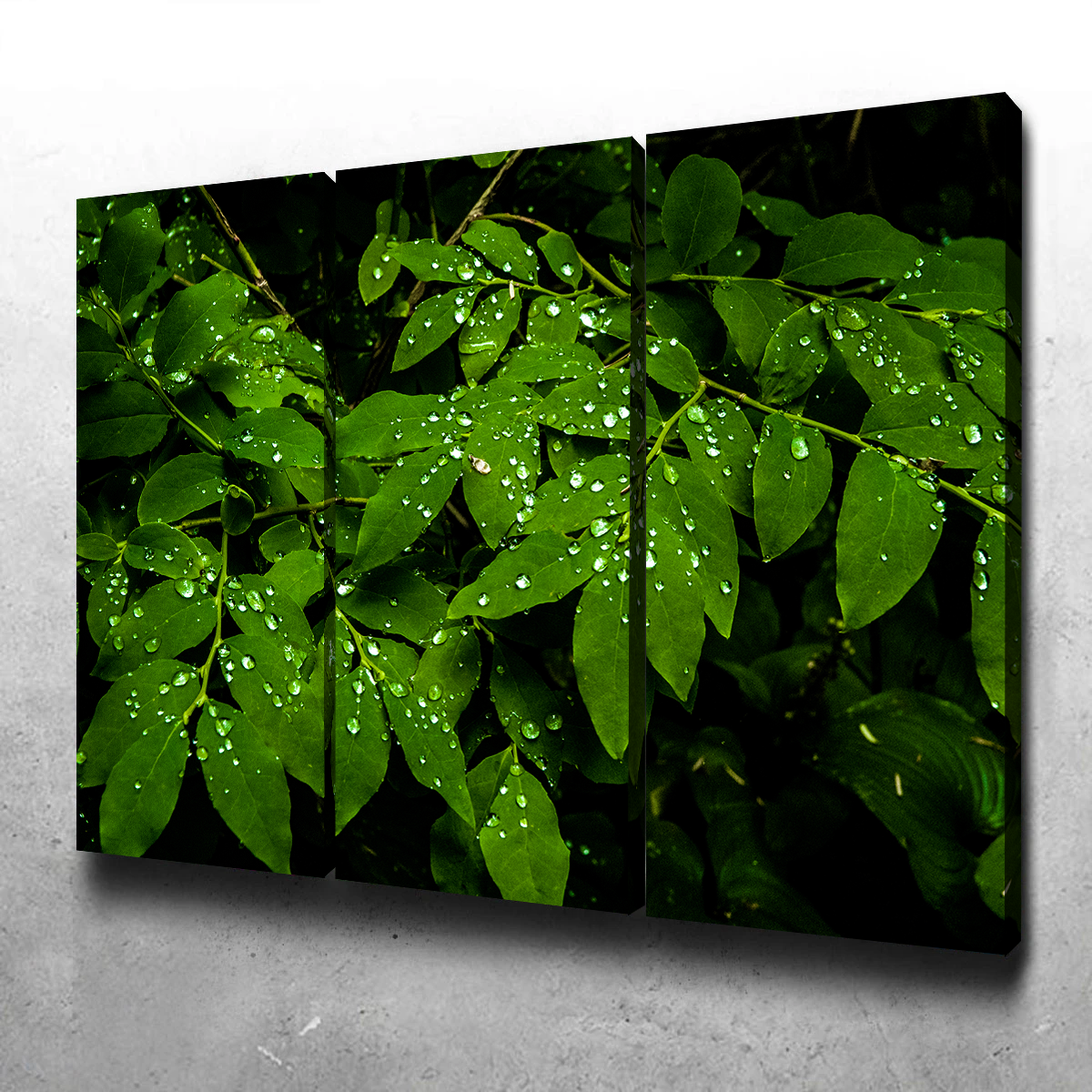 Rain Drops on Leaves Wall Art