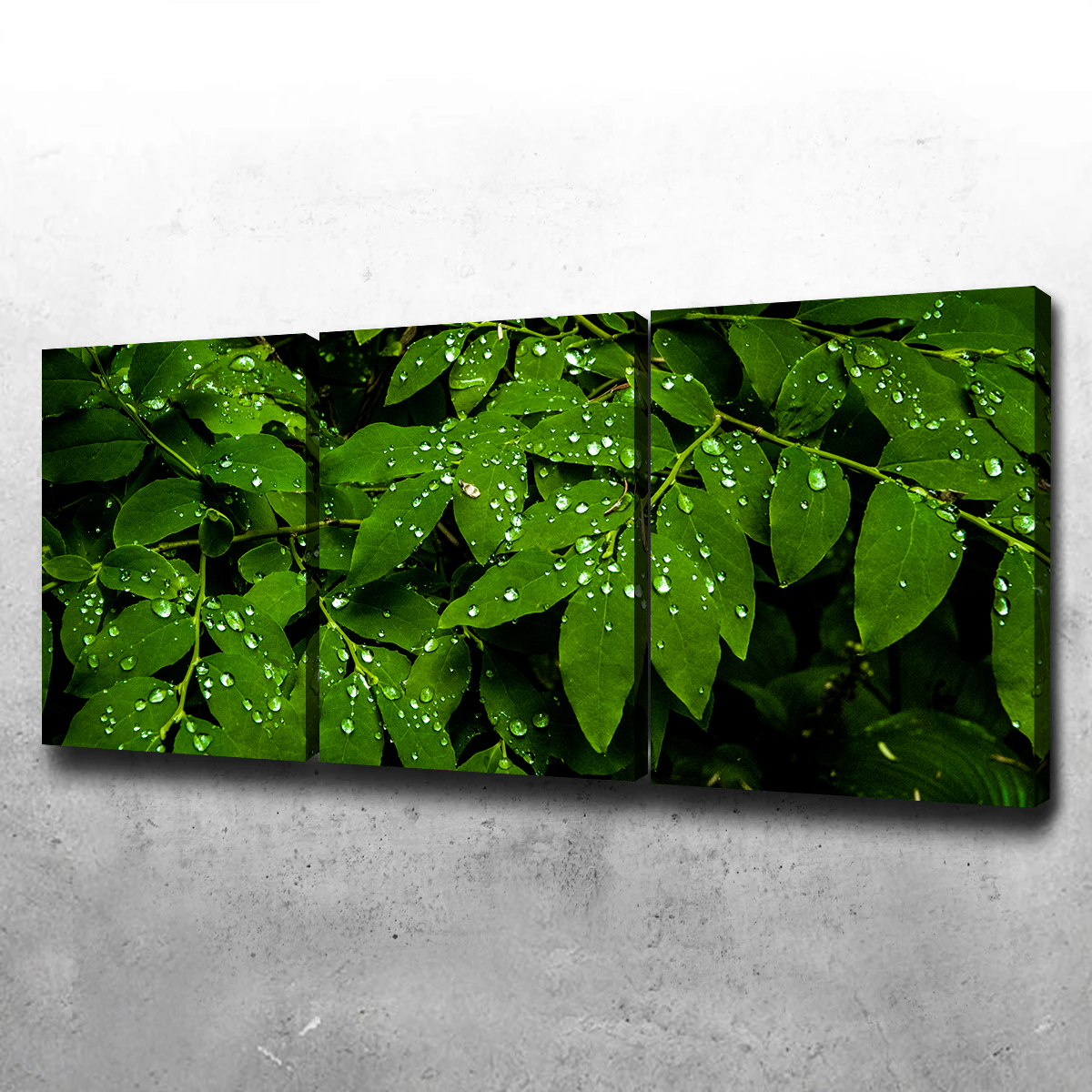 Rain Drops on Leaves Wall Art