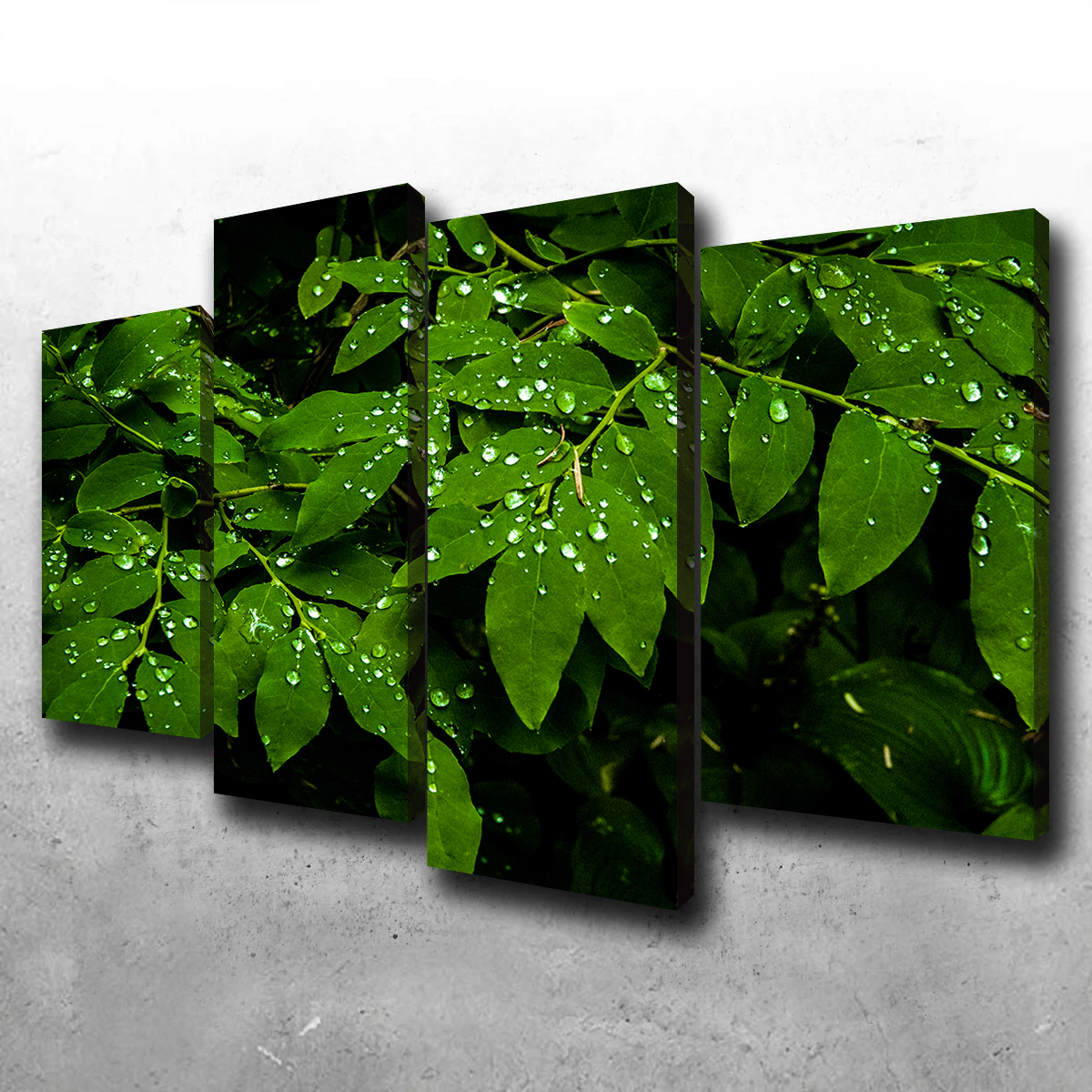 Rain Drops on Leaves Wall Art