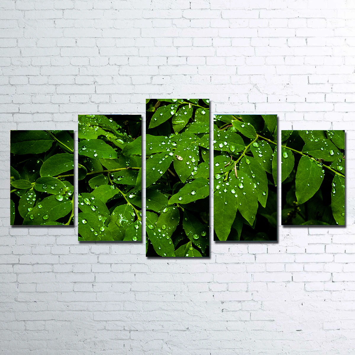 Rain Drops on Leaves Wall Art