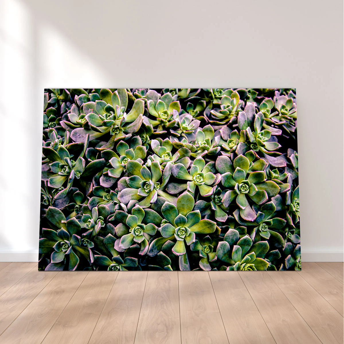 Succulents Wall Art