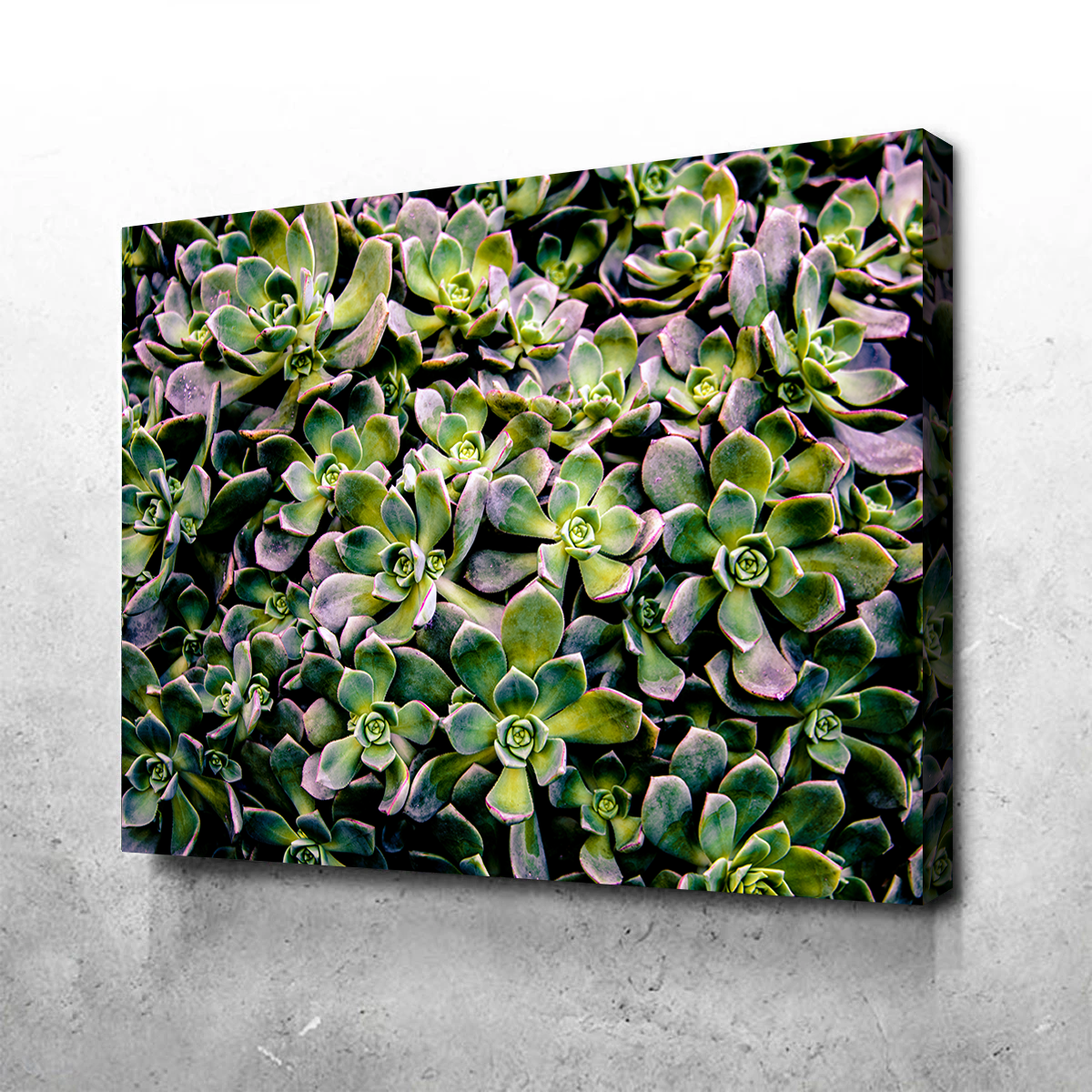 Succulents Wall Art