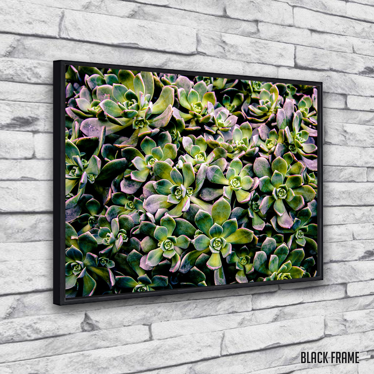 Succulents Wall Art