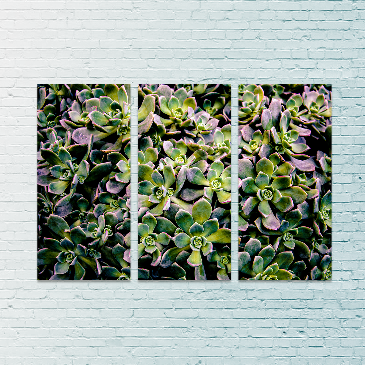 Succulents Wall Art