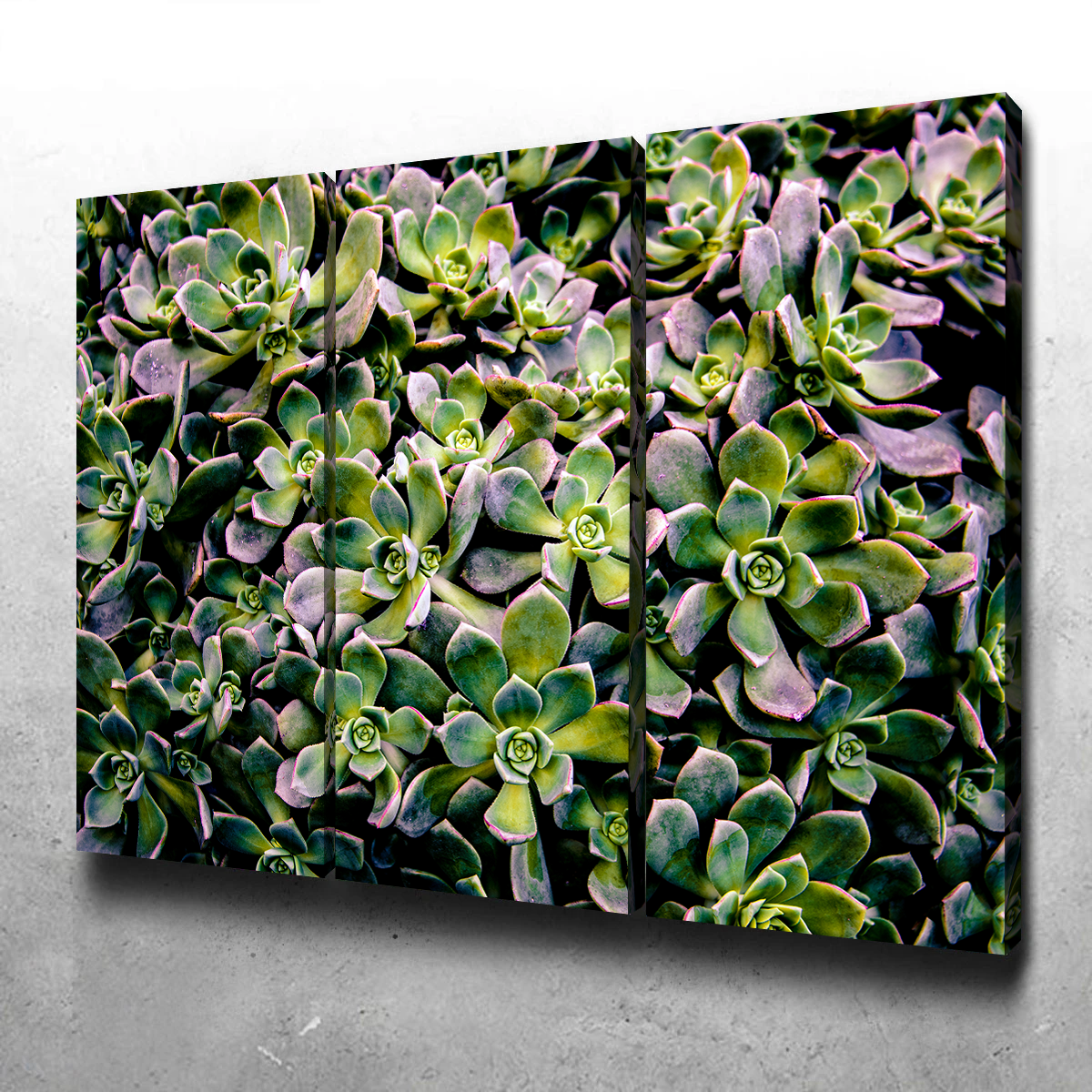 Succulents Wall Art