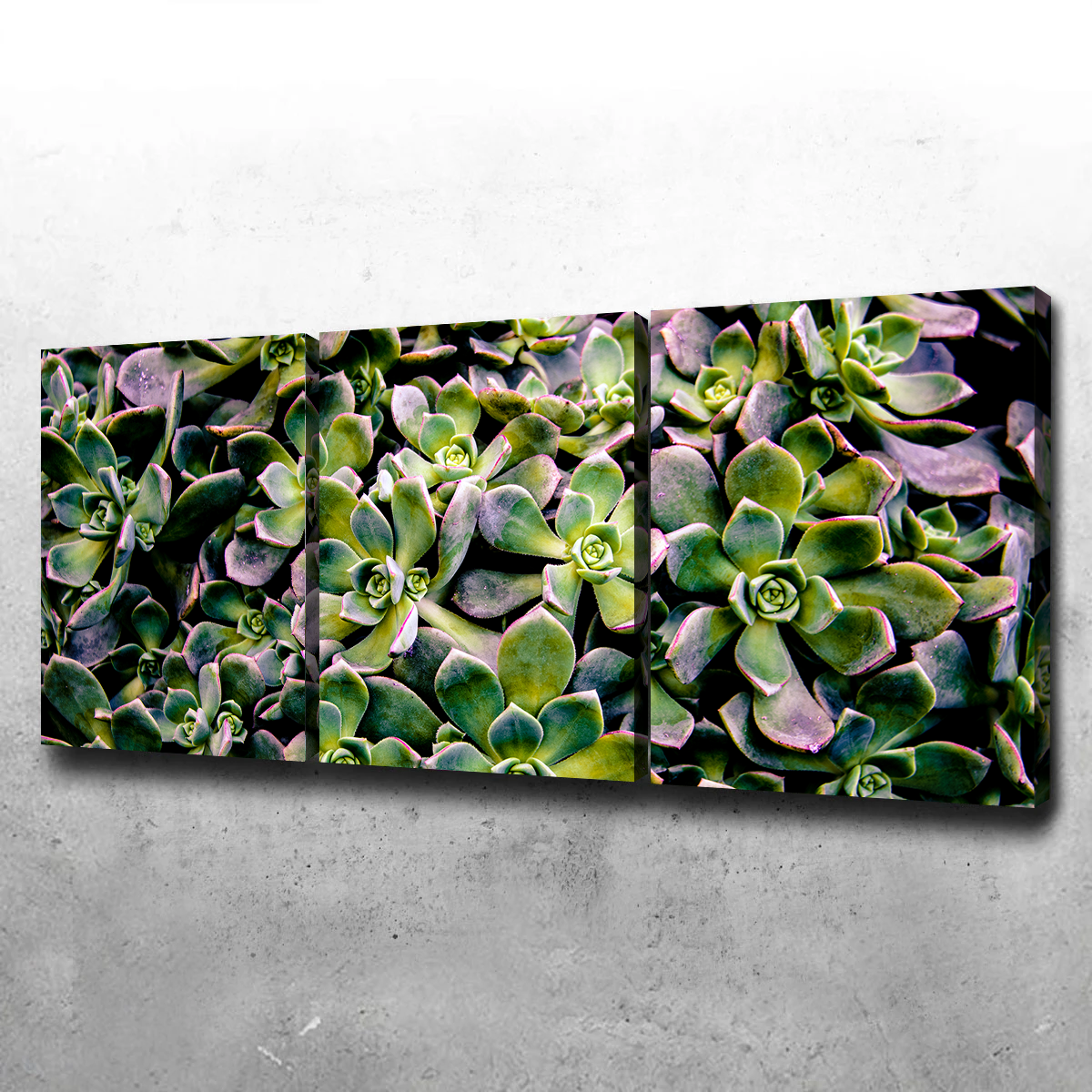 Succulents Wall Art
