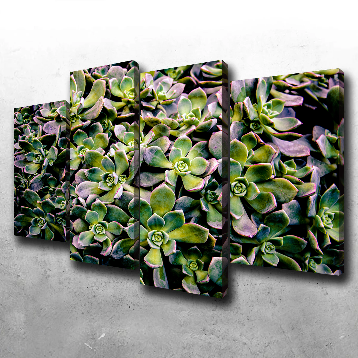 Succulents Wall Art
