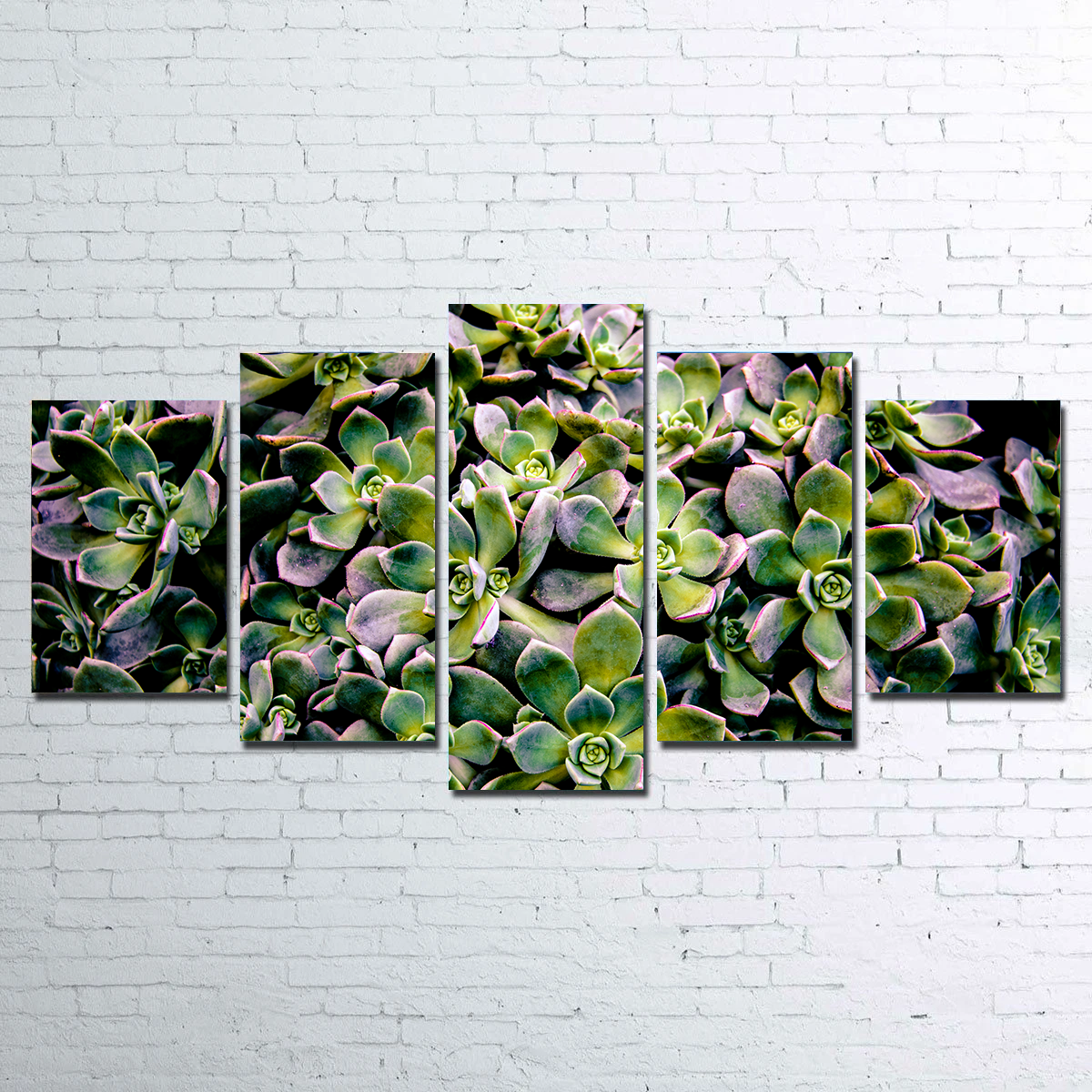 Succulents Wall Art