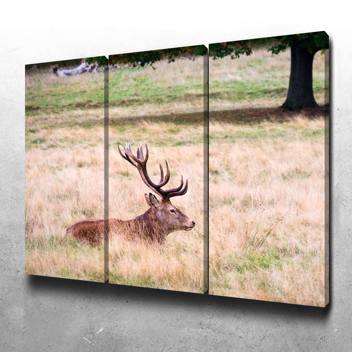 The Stag Wall Art