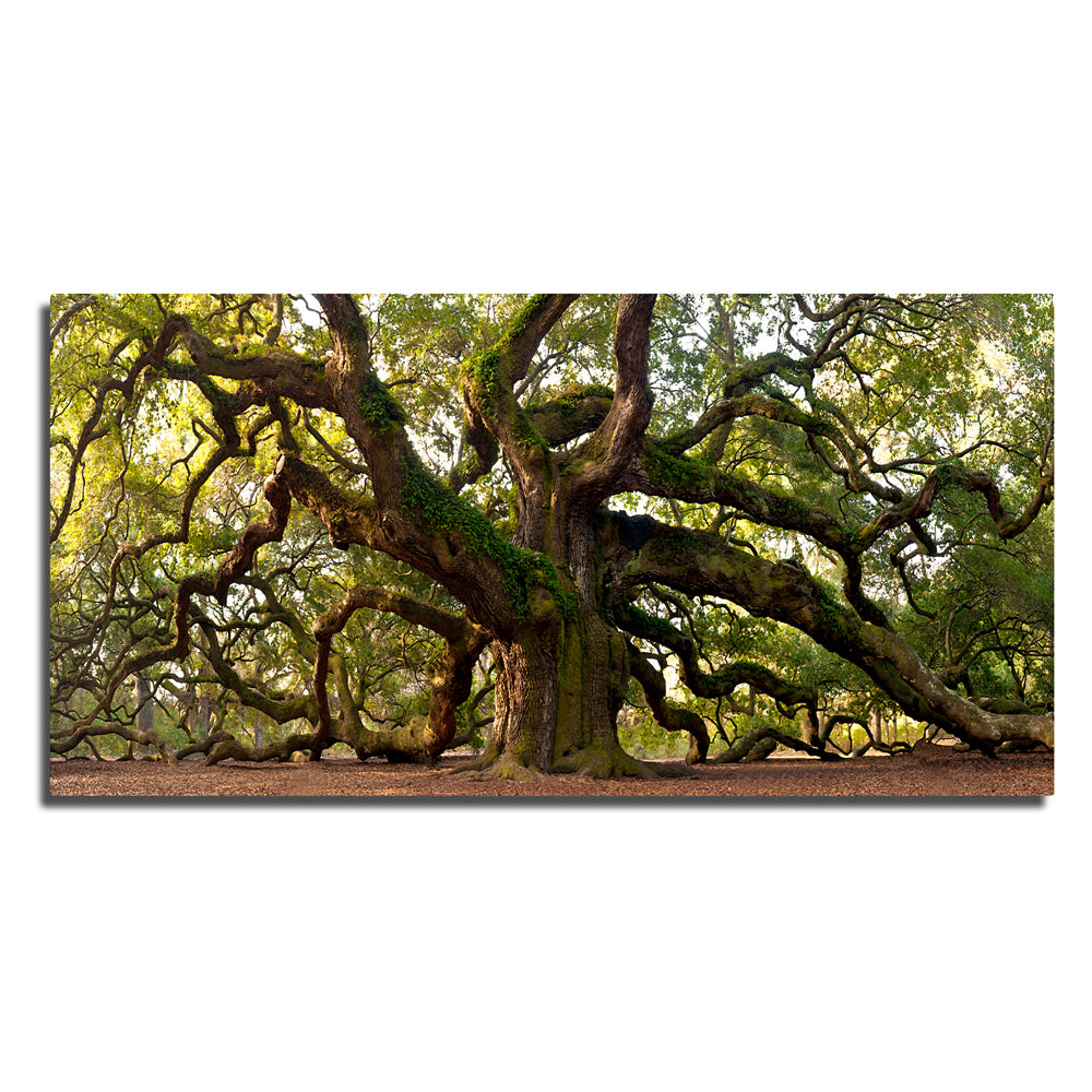 Charleston Angel Oak Panoramic