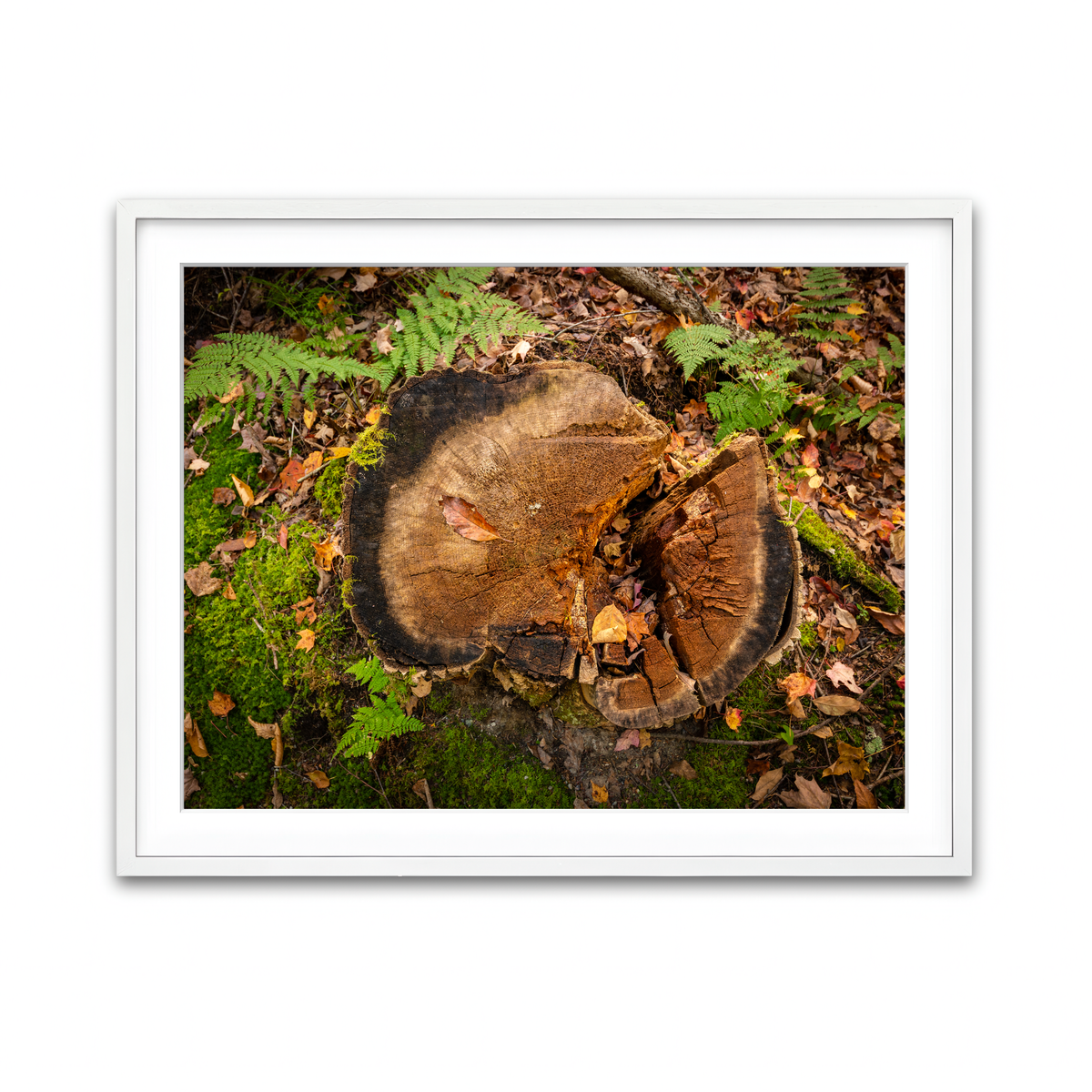 Framed Print 4x3 White