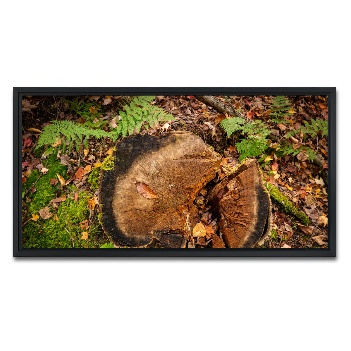 AUTO-MOCKUP WHITE | Adirondack Stump | 1 Piece | Black Framed Canvas | group=2x1