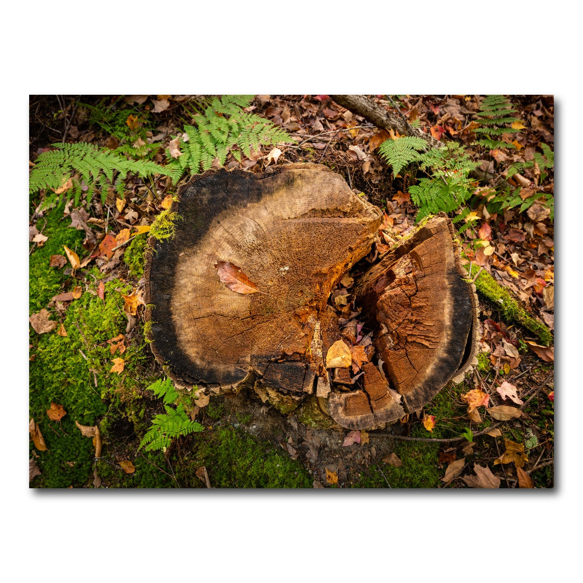 AUTO-MOCKUP WHITE | Adirondack Stump | 1 Piece | Gallery Wrap Canvas | group=4x3